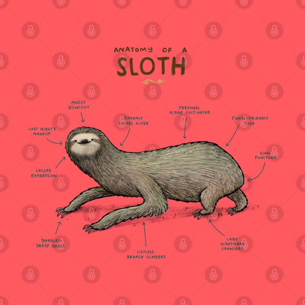 Anatomy of a Sloth by Sophie Corrigan