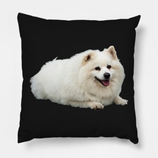 American Eskimo Dog picture Pillow