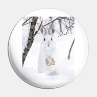 Snowshoe Hare in the snow Pin