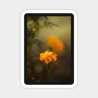 Marigold VI Magnet