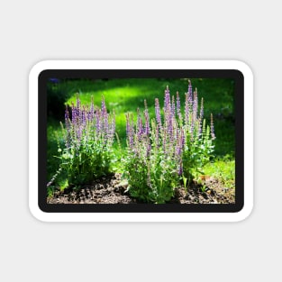 Sage flowers Magnet