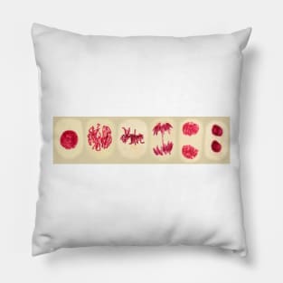 Plant cell mitosis, light micrograph (C022/5107) Pillow