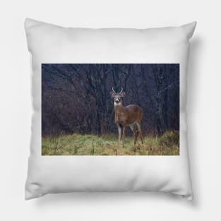 Young Buck in Snow Pillow