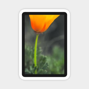 California Poppy Magnet