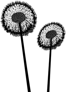 Black Dandelions Magnet