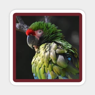 Military Macaw Magnet