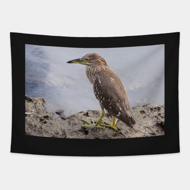 Black night heron Tapestry by sma1050