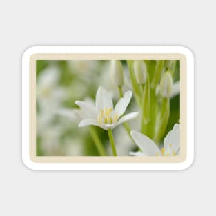 Ornithogalum magnum  Star of Bethlehem  Giant Starflower Magnet