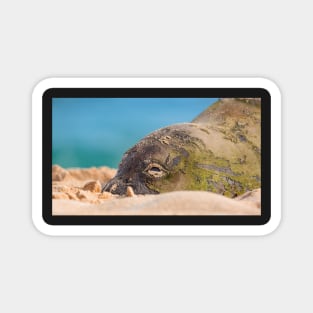 Hawaiian Monk Seal Magnet