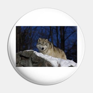 Arctic Wolf in winter Pin
