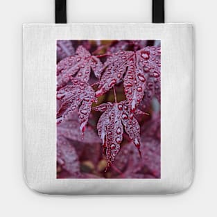 Japanese Acer Palmatum Atropurpurea Shrub Tote