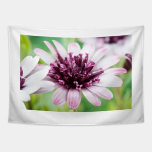 Osteospermum  Flower Power Double Series  Double berry white Tapestry