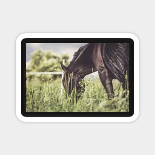 Romantic mood on the horse pasture Magnet