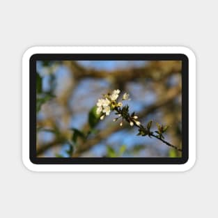 Blossoms Magnet