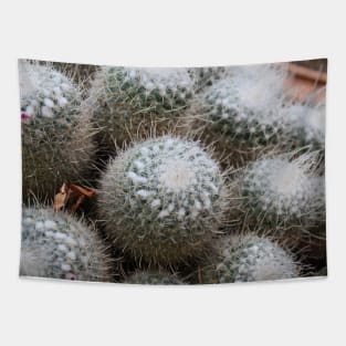 Palermo Botanical Garden Cactus Tapestry