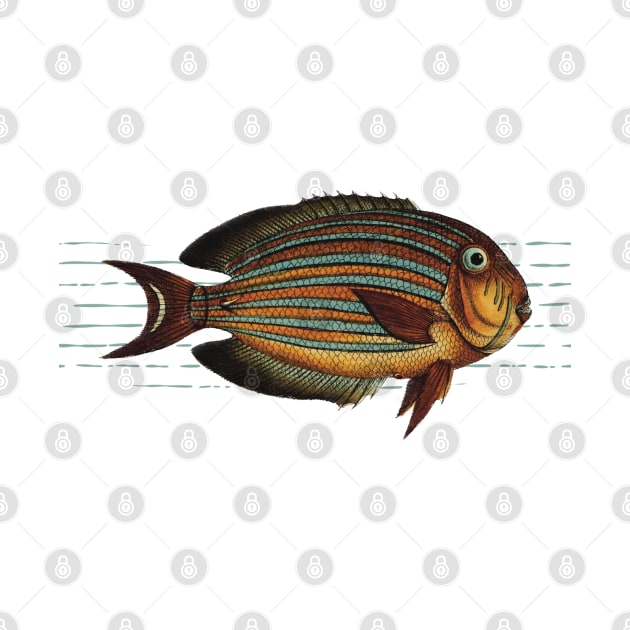 Vintage striped fish by ThistleRosep