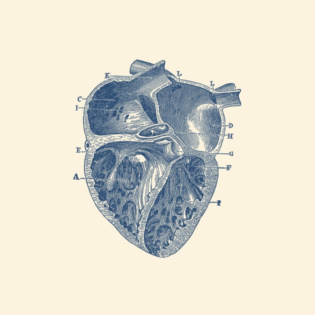 Inner Heart Diagram - Vintage Anatomy by Vintage Anatomy Prints