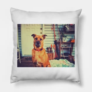 Black mouth cur dog. Pillow