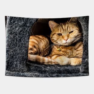 Hideaway kitty Tapestry