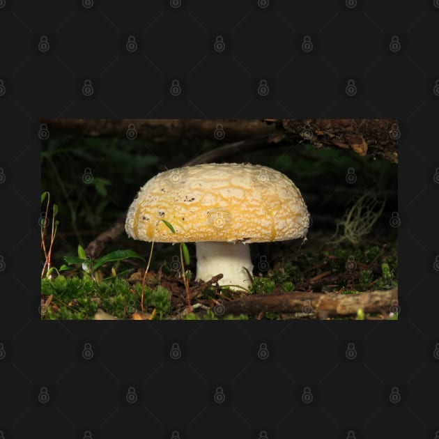 June Amanita by SDym Photography