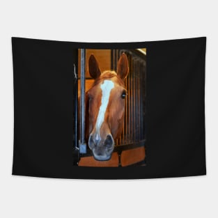 beautiful thoroughbred... Tapestry