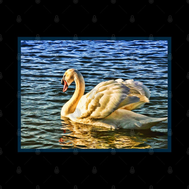 Swan wading on water in sunshine by Blue Butterfly Designs 