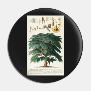 Cedar - Cedrus - botanical illustration Pin