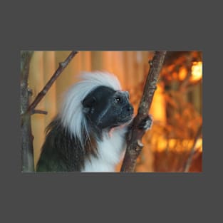 Cotton - Top Tamarin T-Shirt