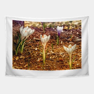 Spring Crocus 3 Tapestry