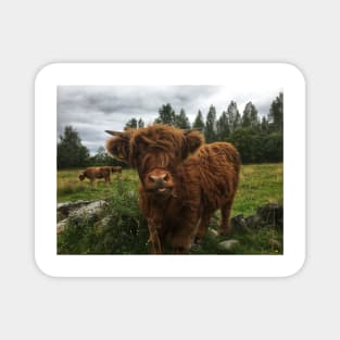 Scottish Highland Cattle Calf 2058 Magnet