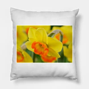 Narcissus  &#39;Bantam&#39;  AGM   Division 2 Large-cupped  Daffodil Pillow