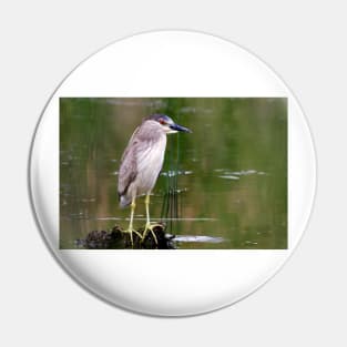 Black-crowned Night heron Pin