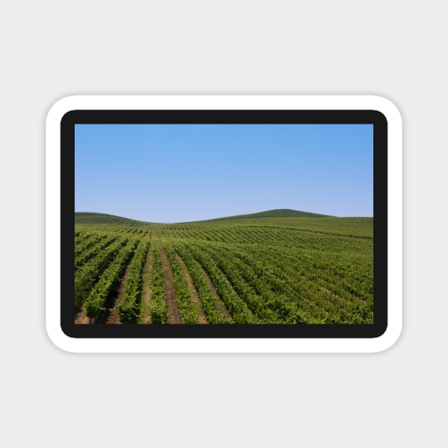 Rolling Vineyards Magnet by randymir