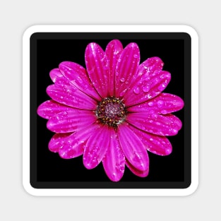 Purple Daisy After Rain Magnet