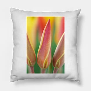 Tulipa clusiana var. chrysantha  AGM  Golden lady tulip Pillow