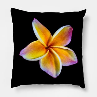 plumeria-flowers-frangipani-floral-blossom-petal-shirtyshirto-34 Pillow