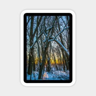 Winter landscape - frosty trees in snowy forest in the sunny morning. Tranquil winter nature in sunlight Magnet