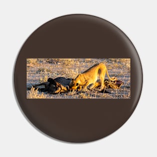 Lion with wildebeest kill. Pin