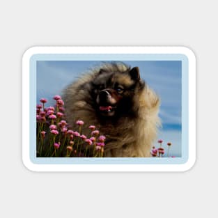 Keeshond and Sea Thrift Magnet