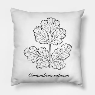 Coriandrum sativum - Coriander or cilantro. Pillow