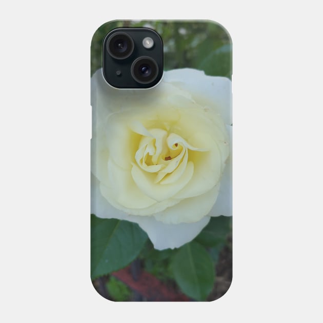 Yellow rose Phone Case by Drgnfly4free