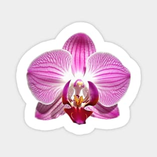 Pink Orchid Flower Art Print Magnet