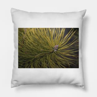 Pine Pillow