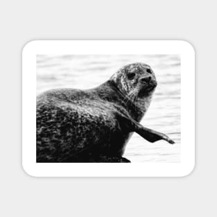 Harbor Seal Magnet