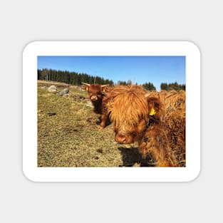 Scottish Highland Cattle Calf 1979 Magnet