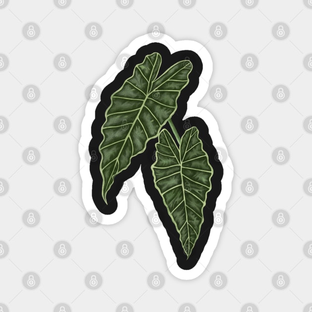Alocasia Polly Green Leaves Magnet by gronly