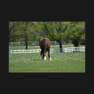 Clydesdale T-Shirt