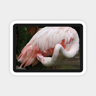 Greater Flamingo Preening #3 Magnet