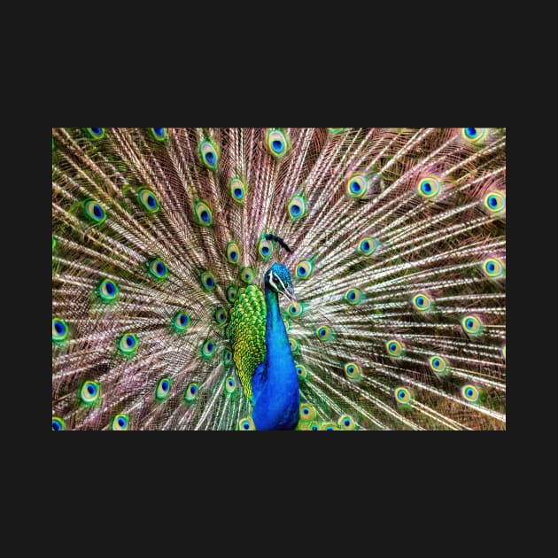 A Peacock Doing its Thing by JeffreySchwartz