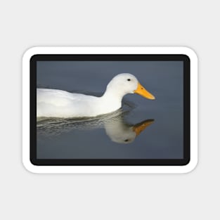 Duck Reflection, South Astralia Magnet
